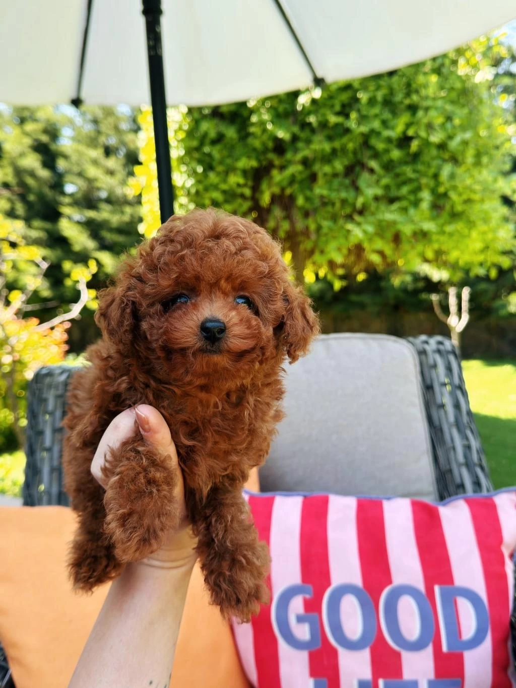 Ankaranın En Güzel Kore Toy Poodle Yavruları