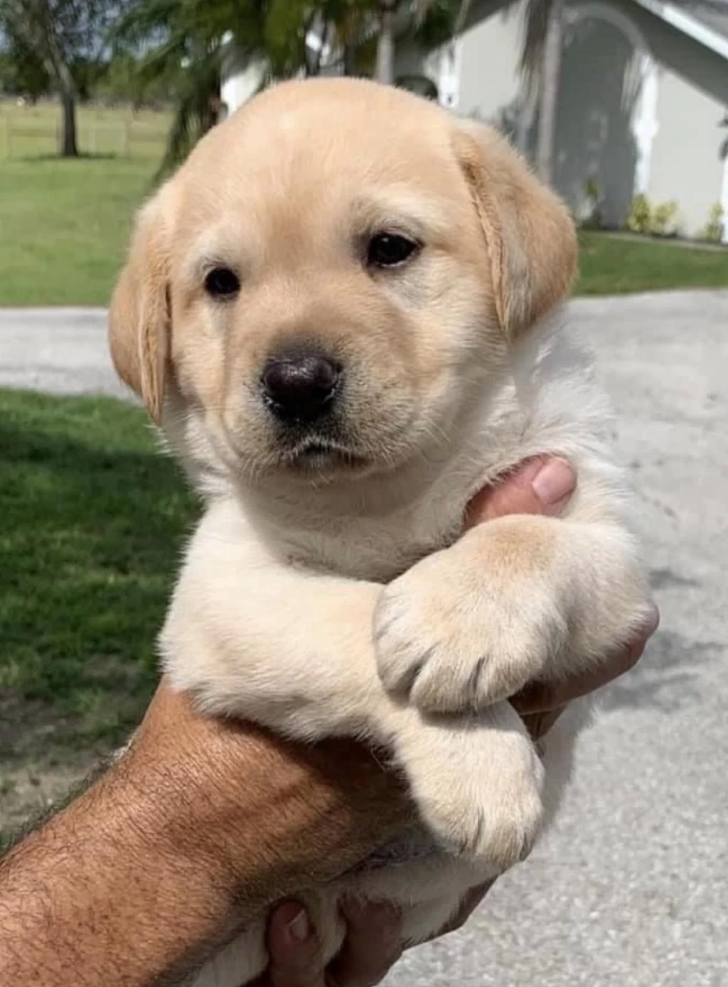 Golden Retriever Köpeği