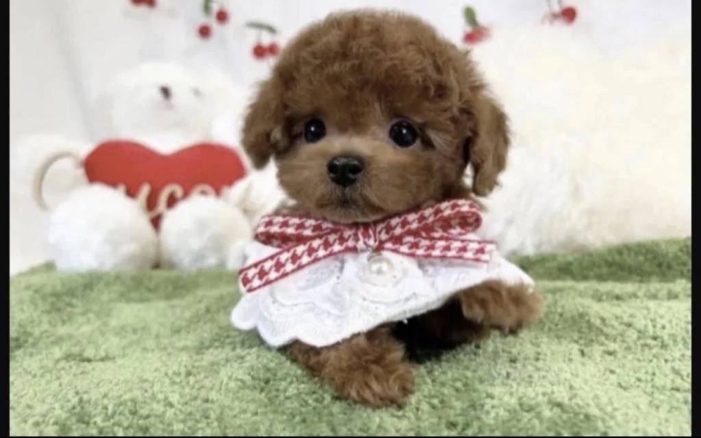 Harika Toy Poodle Yavrusu