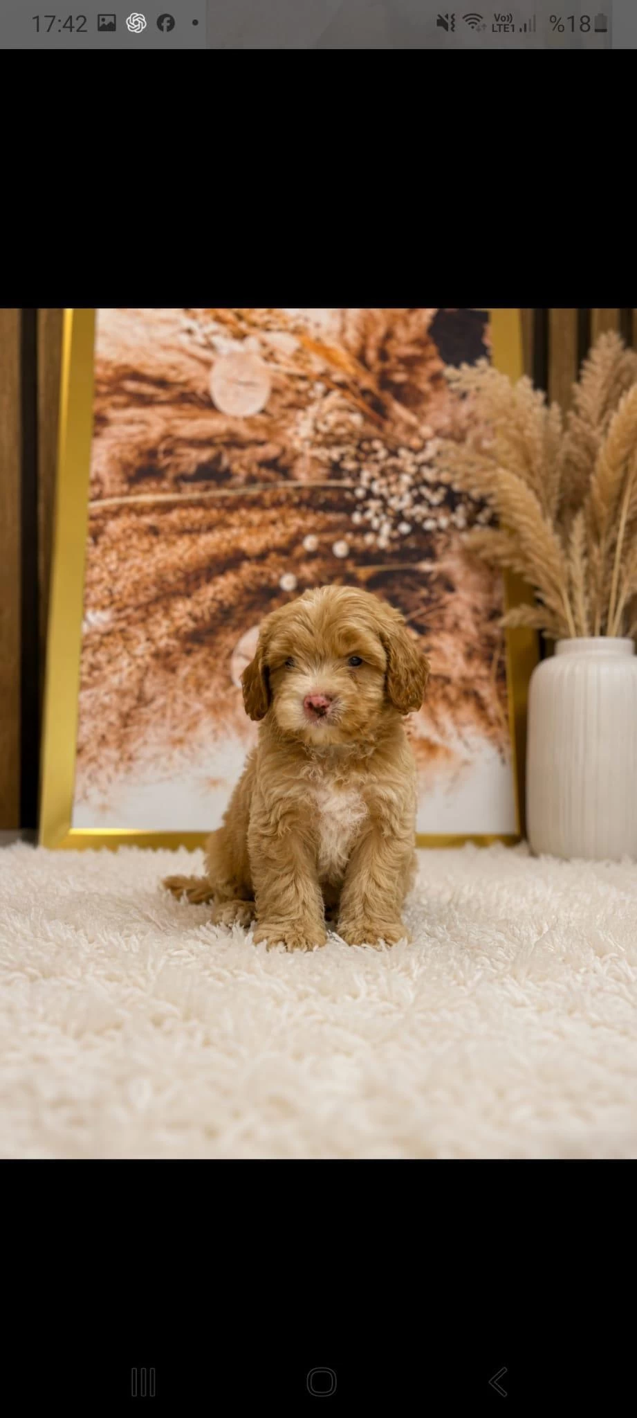 Küçük Poodle Yakişiklimiz