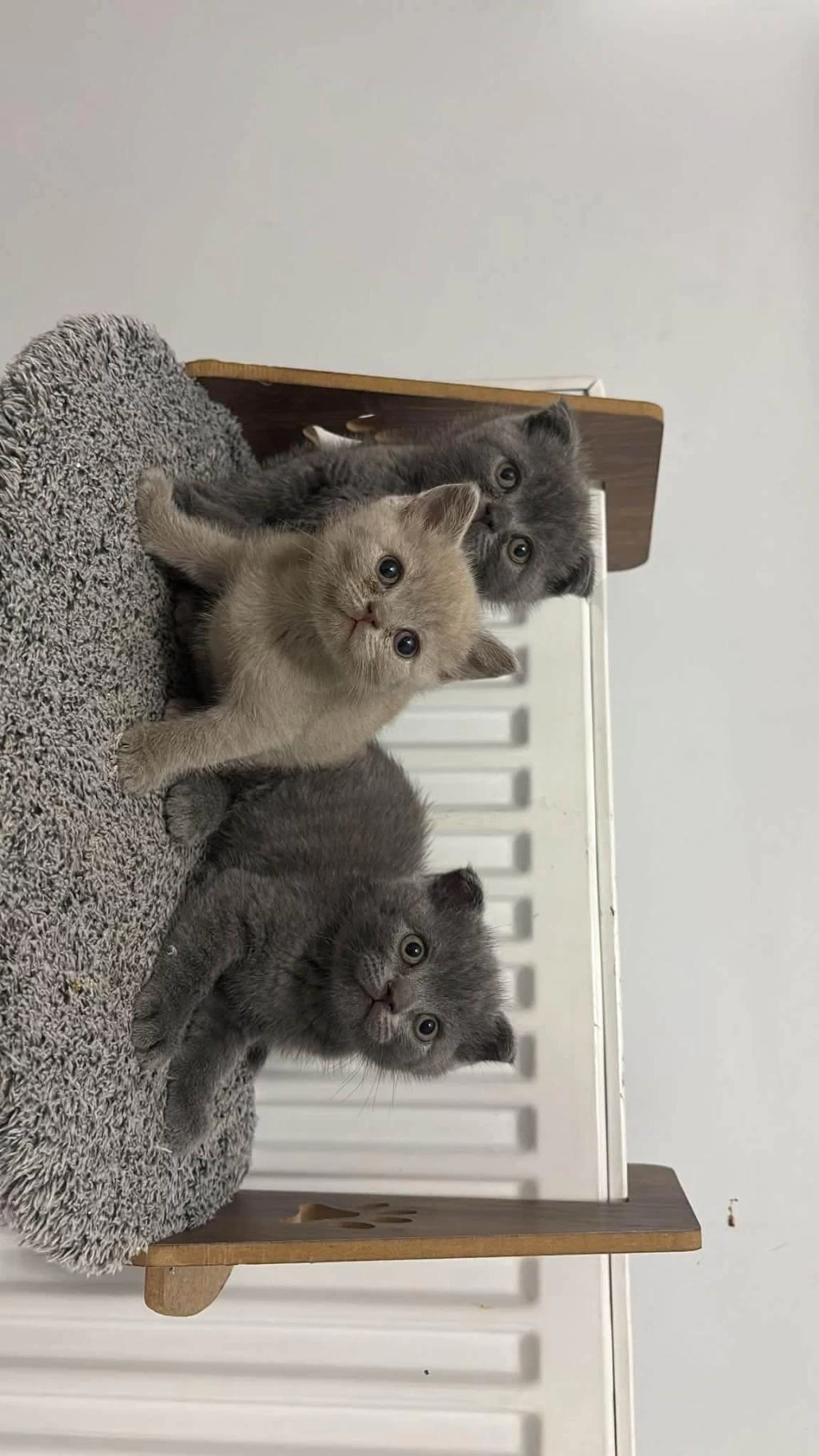 British Shorthair Blue