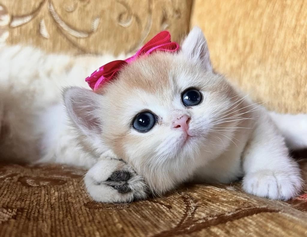Saf Kan Golden British Shorthair Yavrular (wcf Kayıtlı)