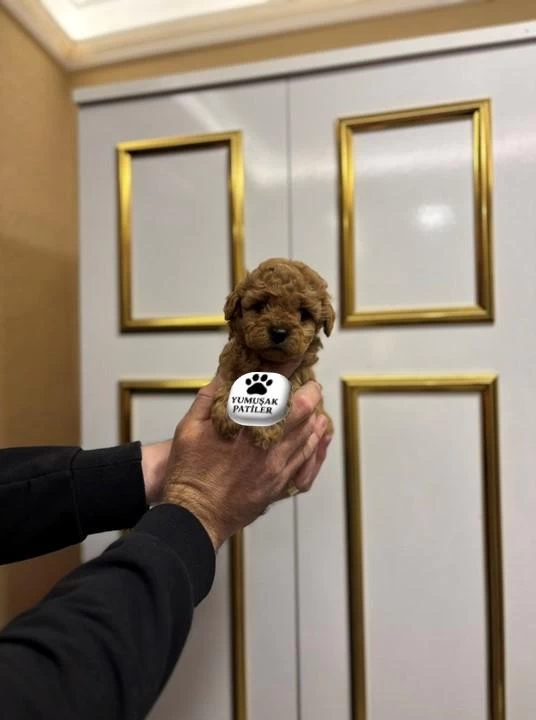 Orijinal Toy Poodle Köpekler