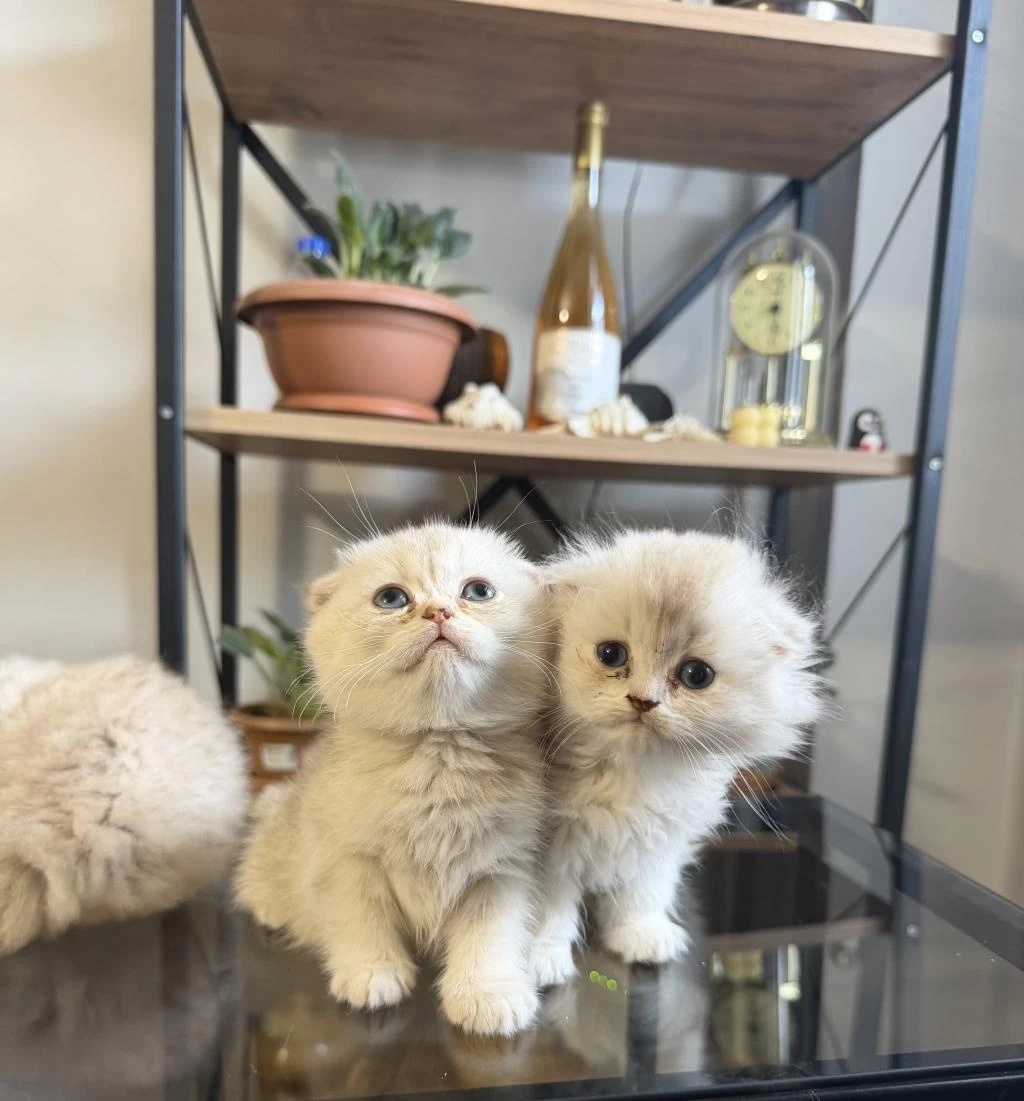 Üst Kalite Scottish Fold Bebekler