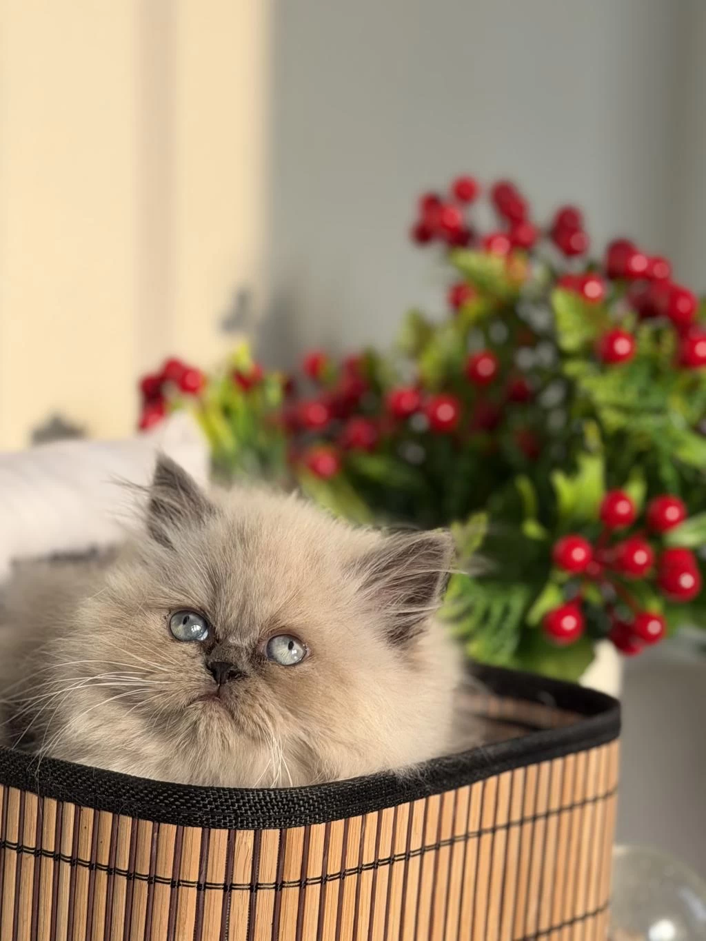 Harika British Blue Point