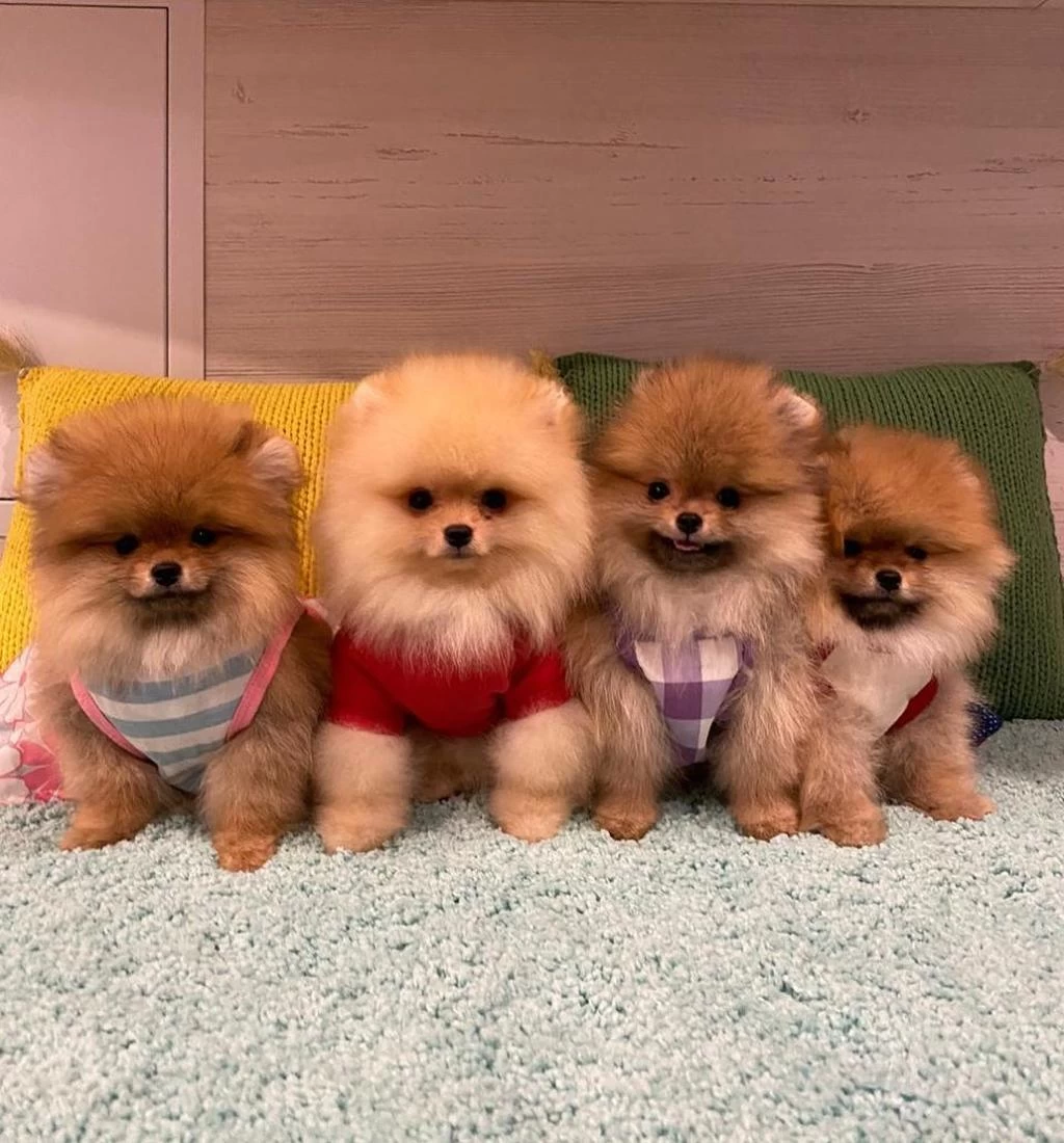 Ayi Surat Pomeranian Yavrulari
