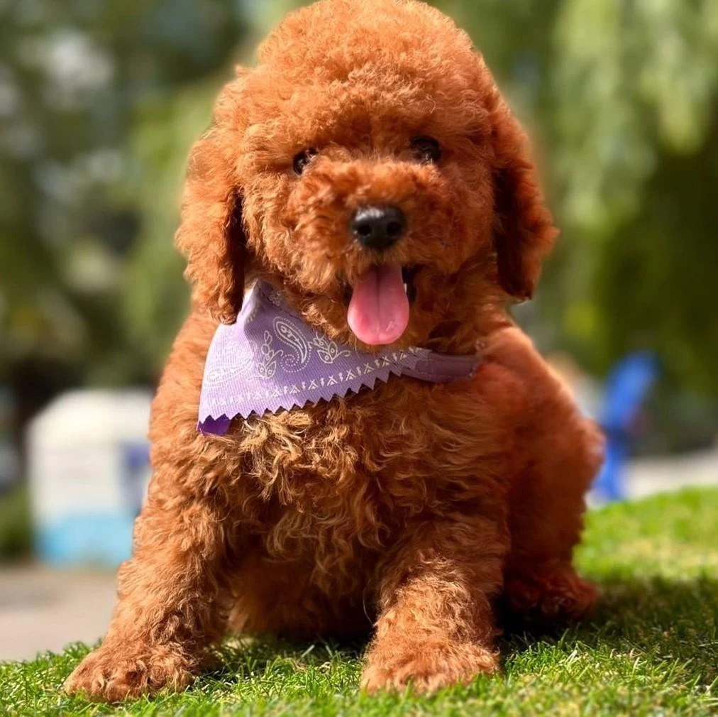 Sevimli Toy Poodle Yavrularımız