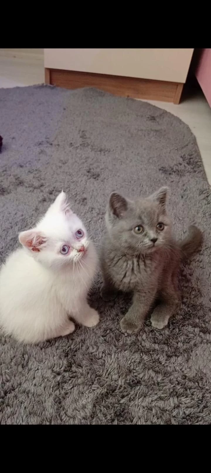 Gerçek Bir Dost Kediyse İstediğiniz Tamda Doğru Yerdesiniz
