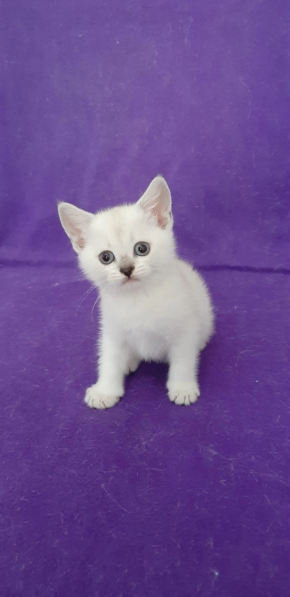 British Shorthair Pamuk Prenses Yavrumuz