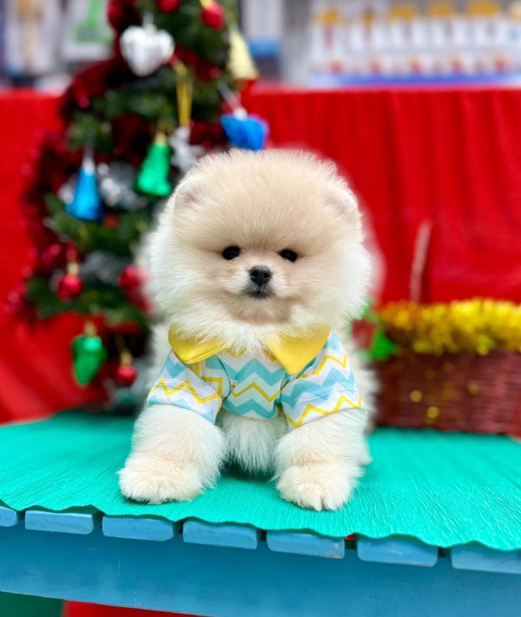 Safkan Pomeranian Boo Yavrularımız