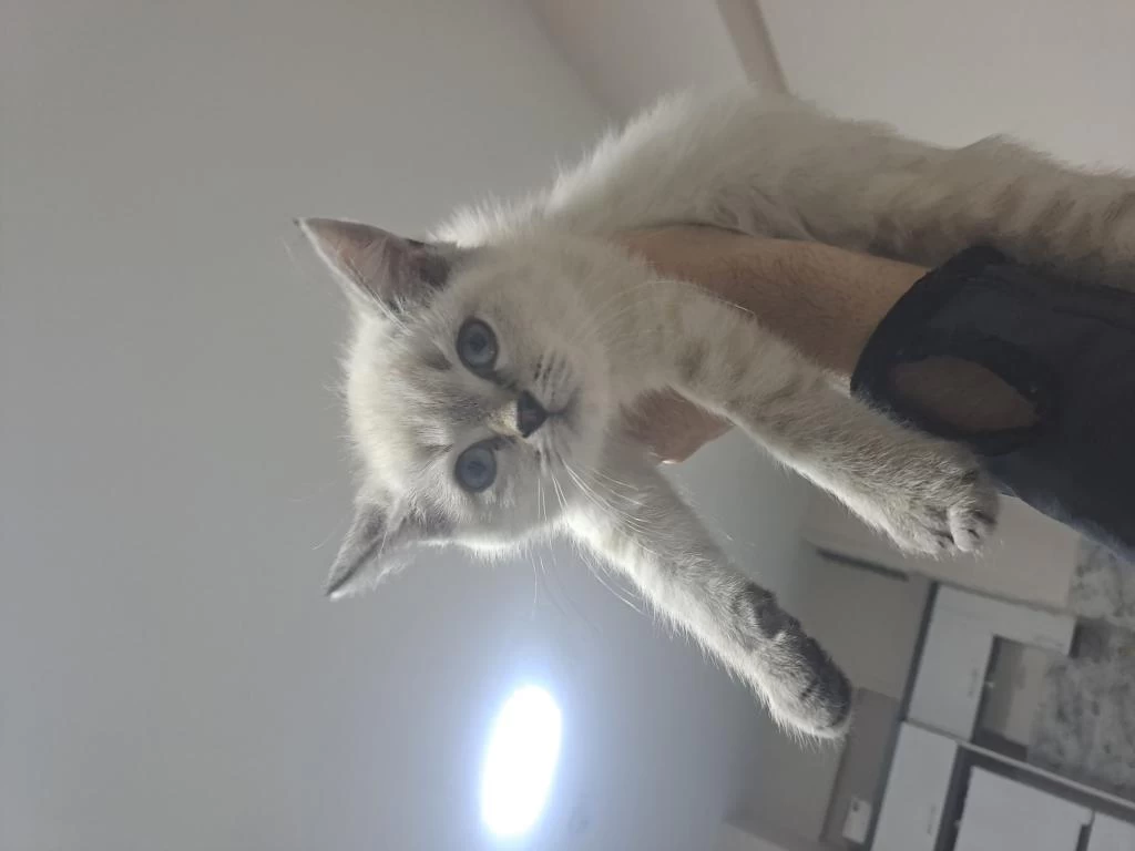 Minik British Shorthair