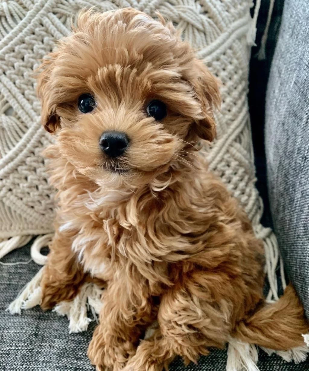 Maltipoo Yavrumuz Kg Garantili