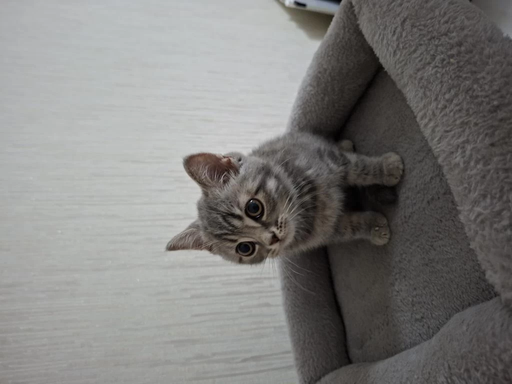 British Shorthair Erkek Sahiplendirme