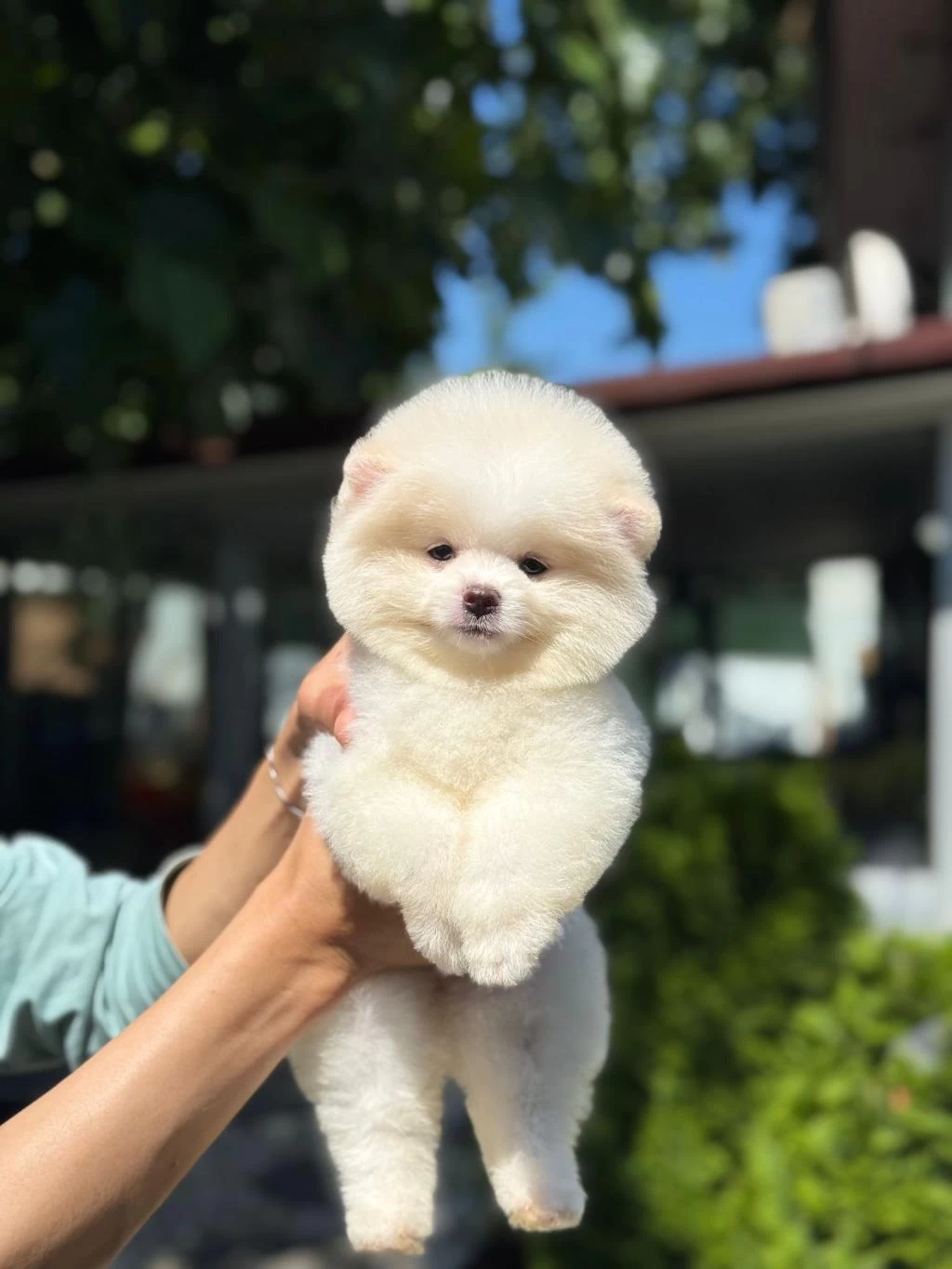 Yavru Pomeranian Boo Yavrularımız