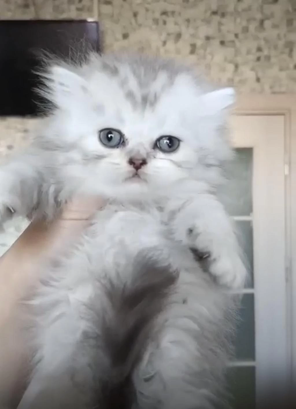British Longhair Dişi Erkek Bebeklerimiz