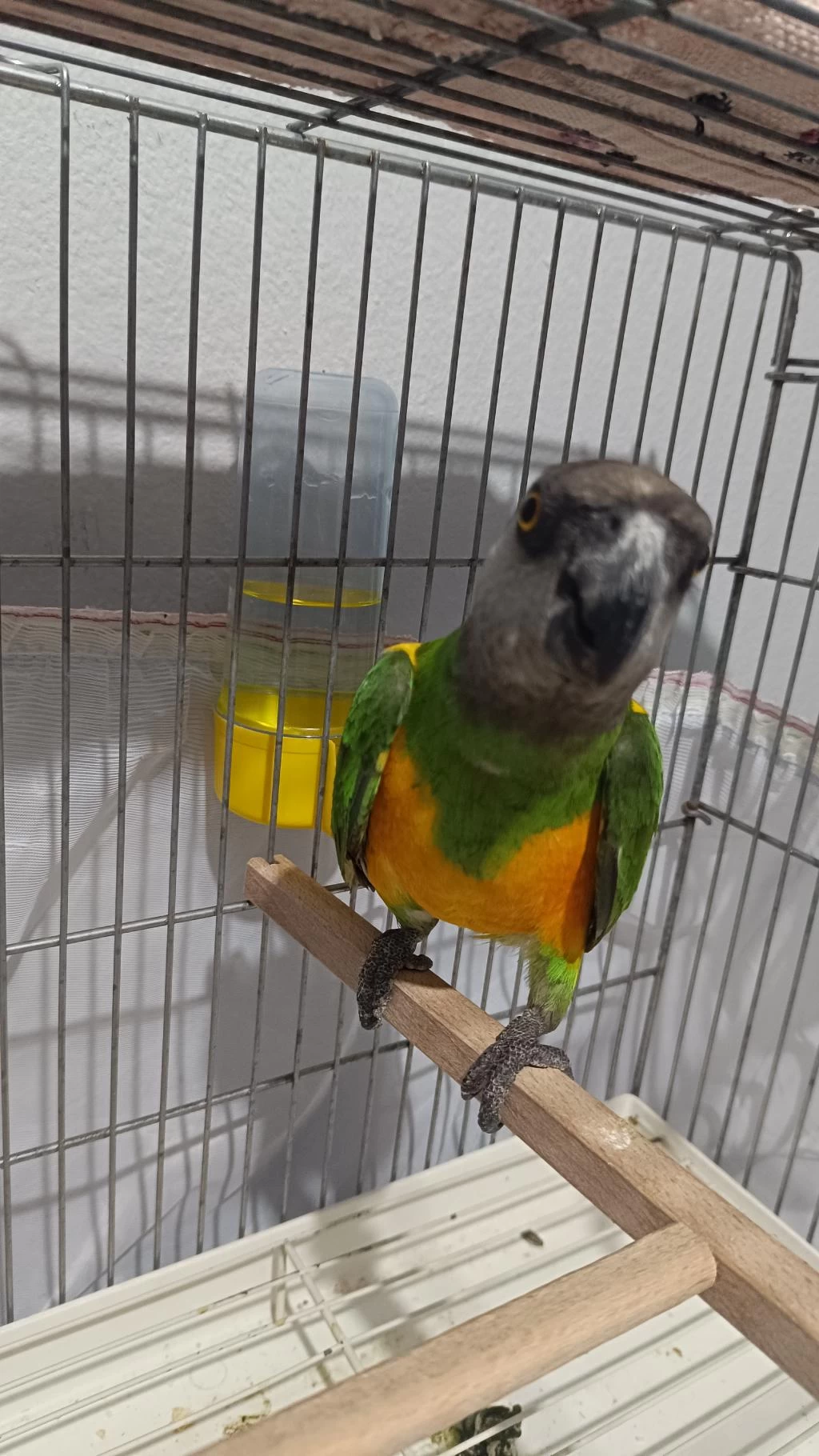 Senegal Papağanı 13 Aylık