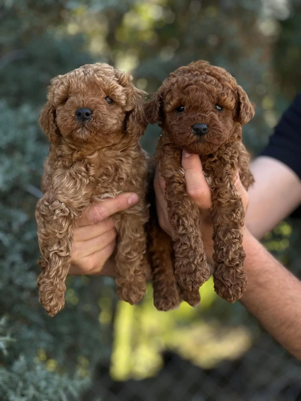 Sağlıklı Toy Poodle Yavrular