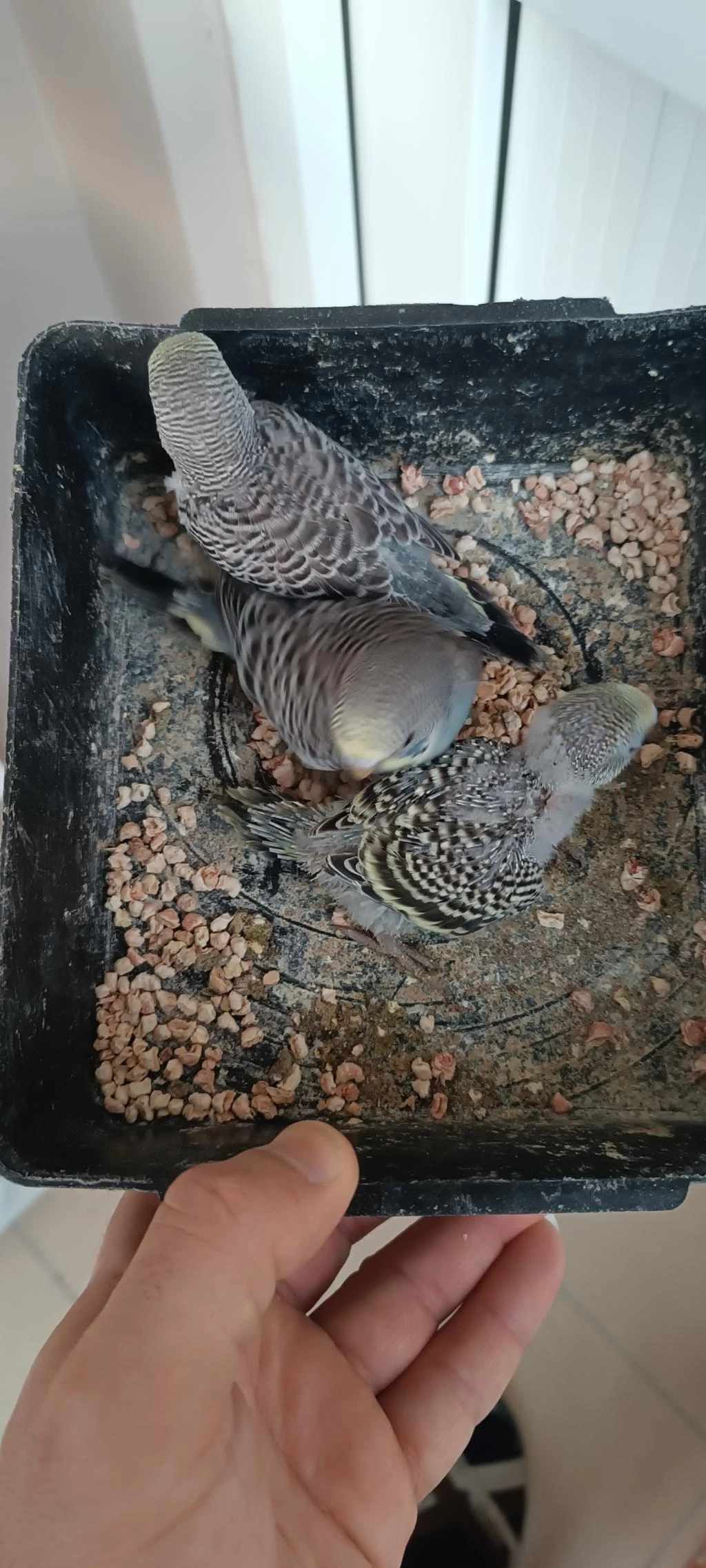 Yavrulu Takımlar Ve Yeni Yeme Düşmüş Kuşlar