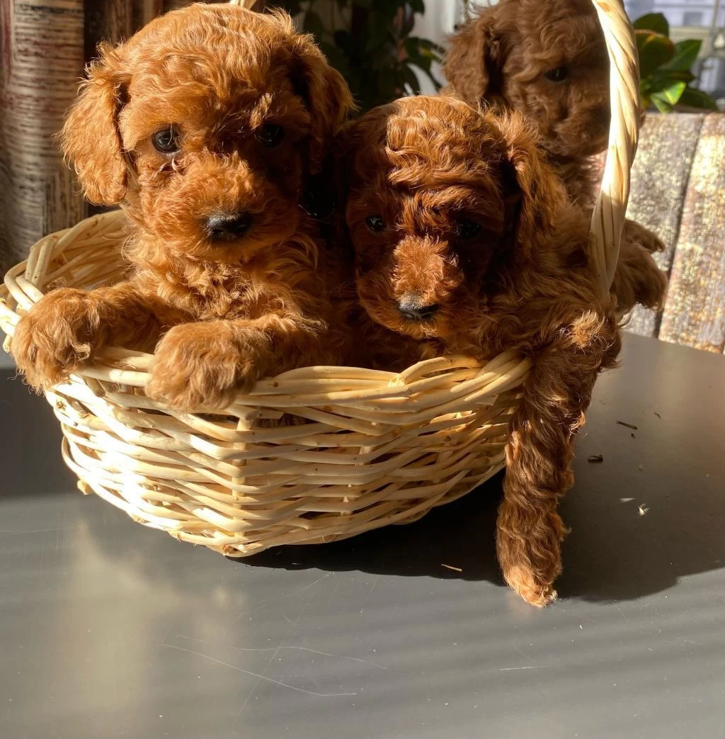 Kilo Garantili Poodle Yavrular