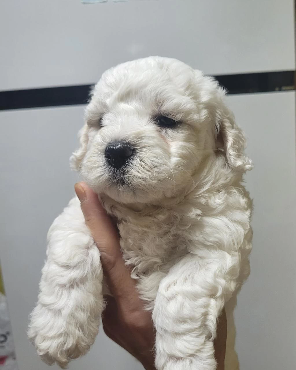 0 Numara Maltese Terrier Bebekler