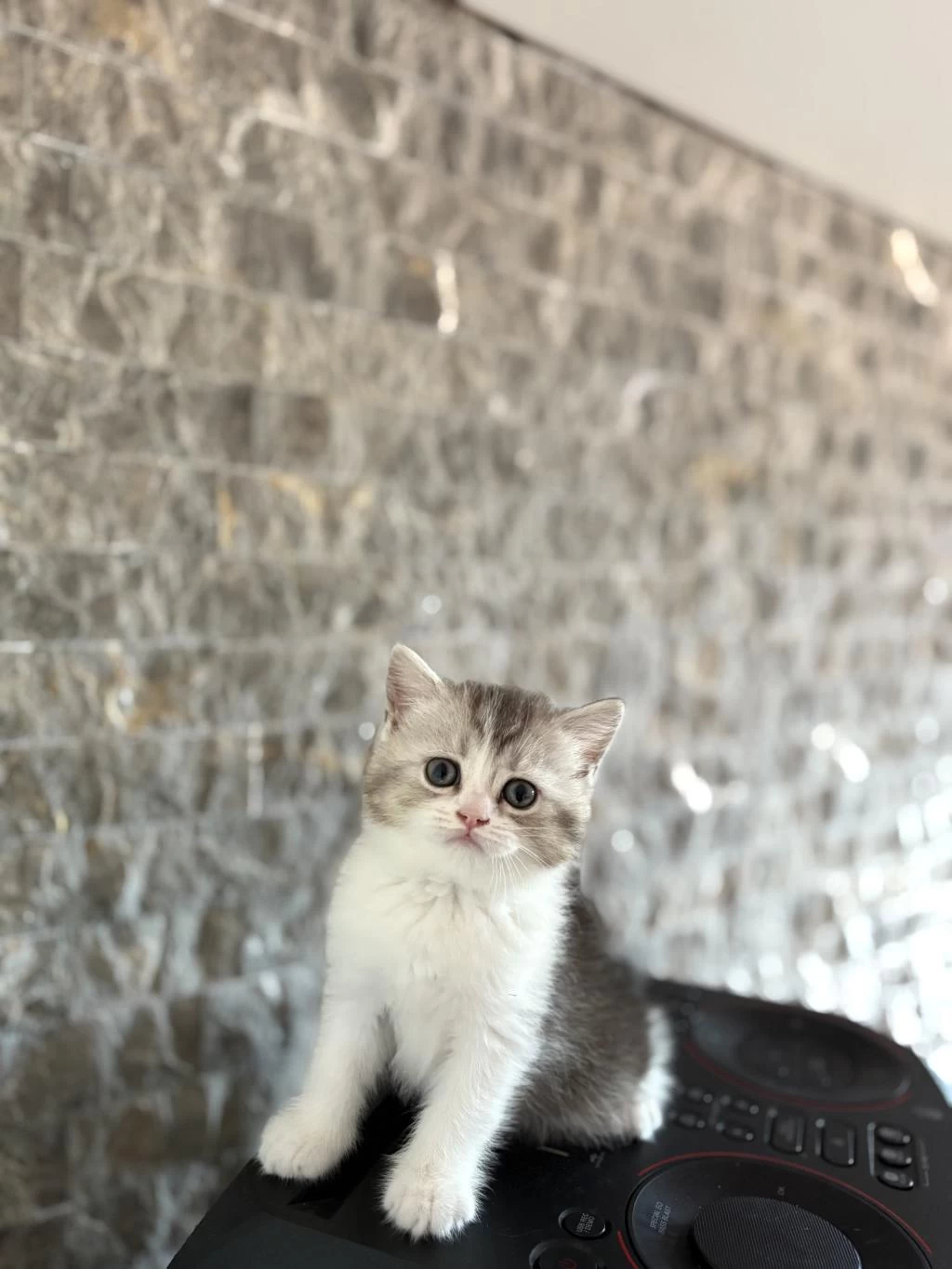 Sevimli British Shorthair Yavrularim