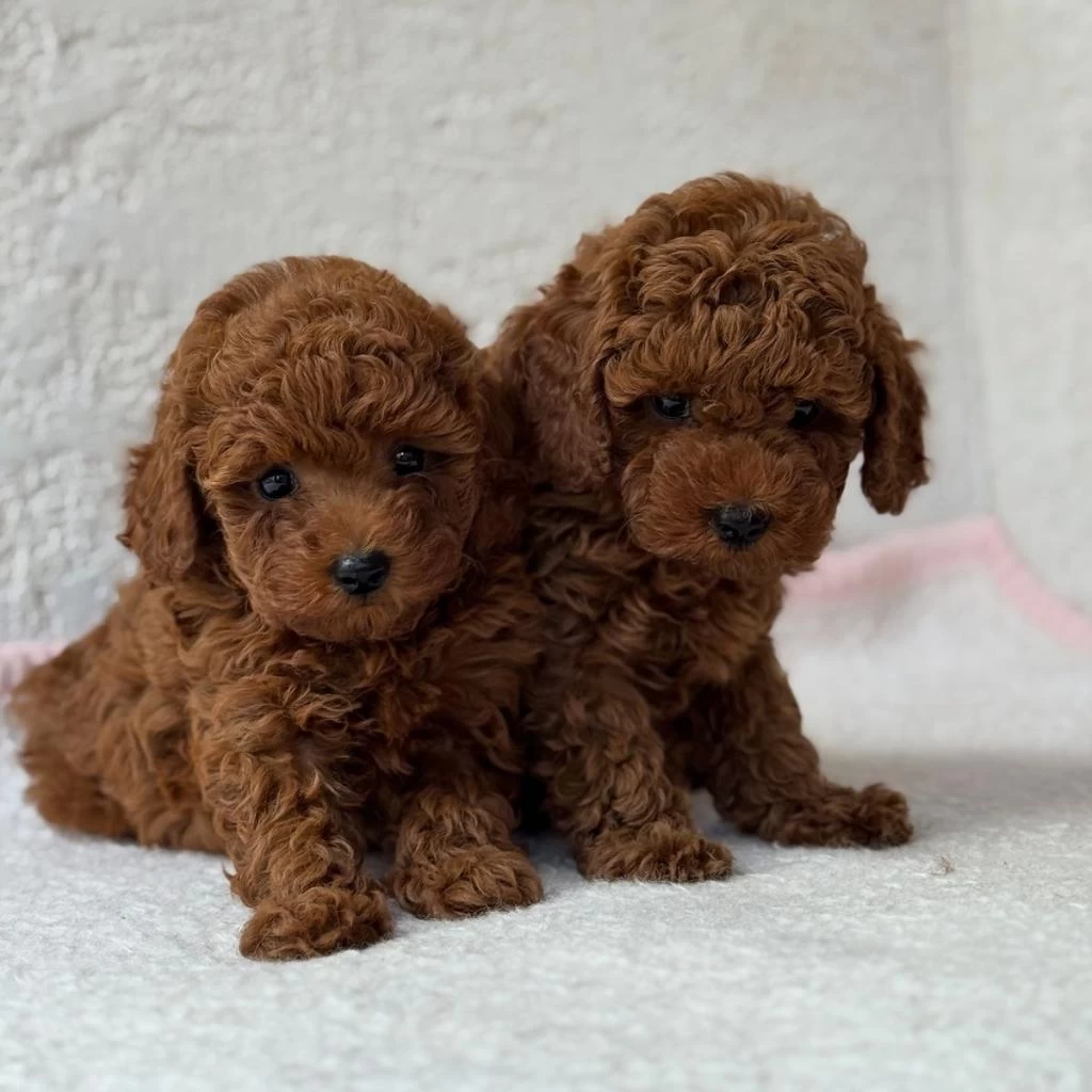 Toy Poodle Bebeğimiz Kore Kan Aşılı
