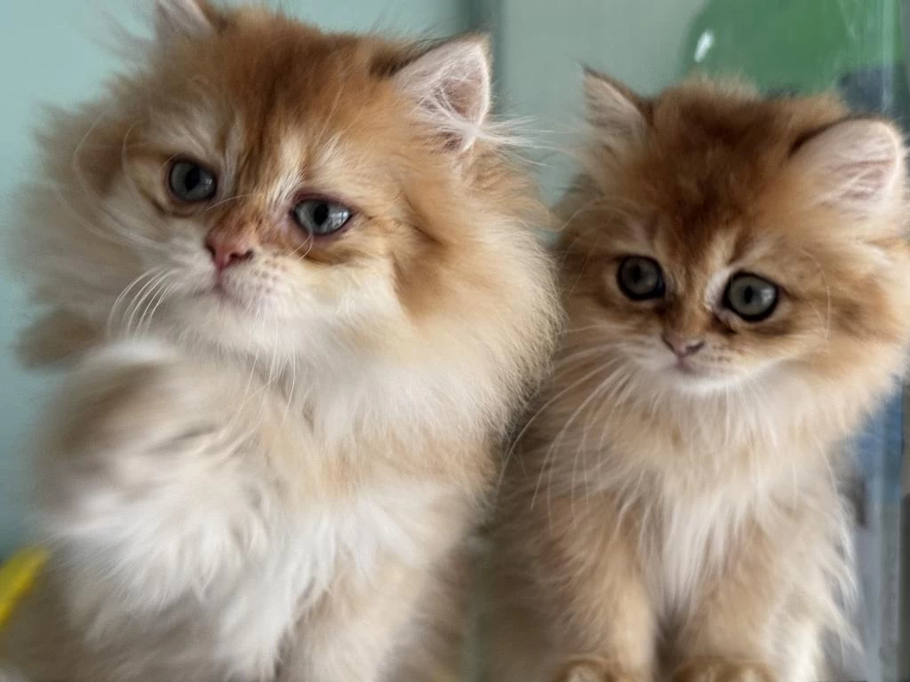 Çok Özel Golden British Longhair Yavrularımız