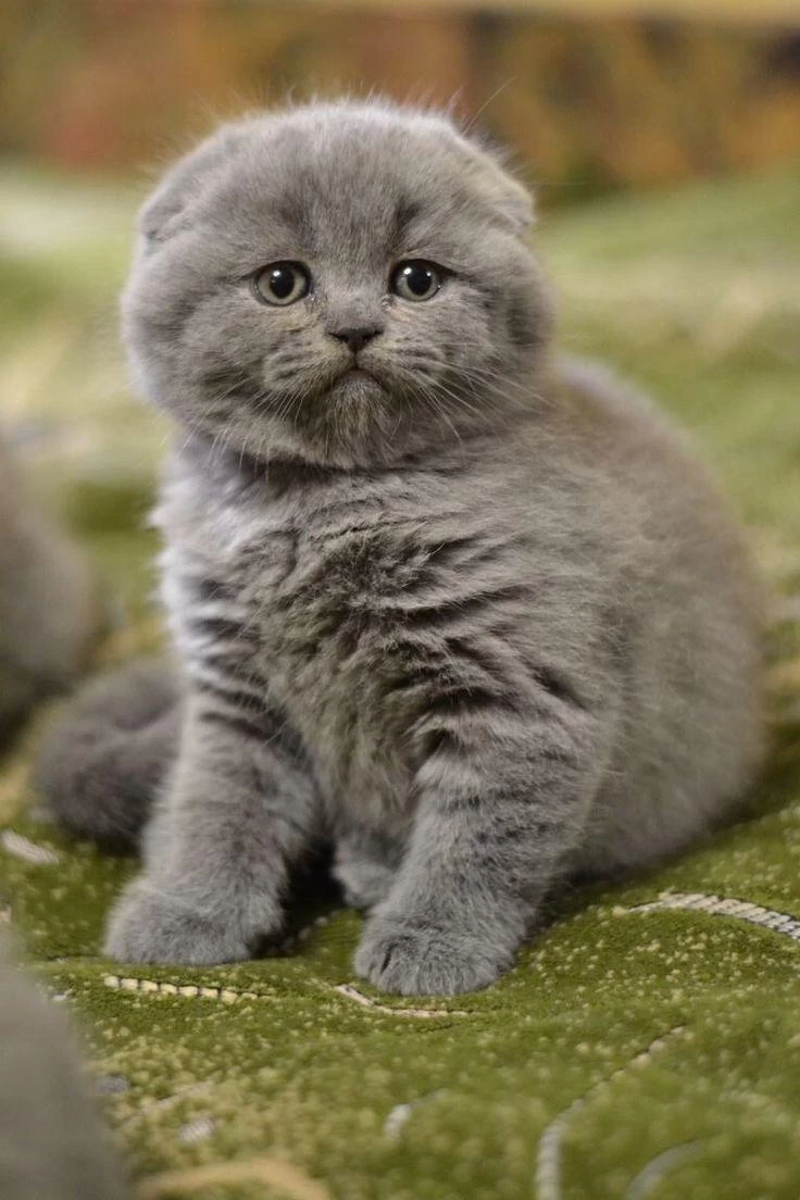 Scottish Fold Yavrularımız Evinizin Neşesi Olacaktır