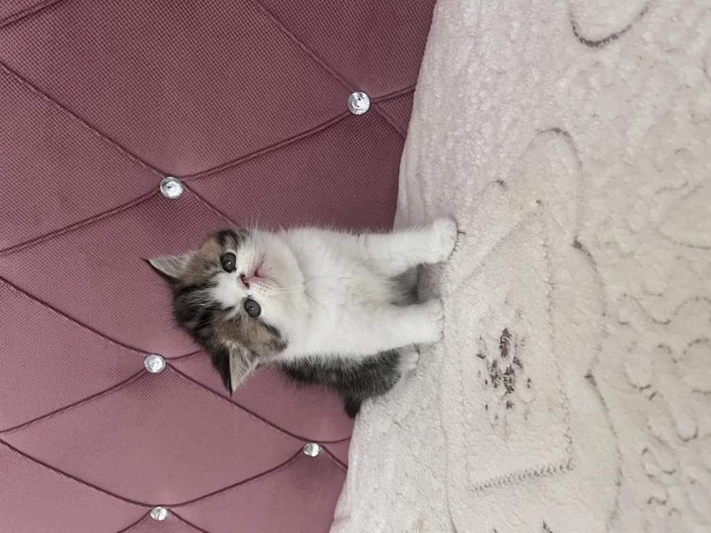 Ev Doğdu Çok Kaliteli Yavru Kedimiz
