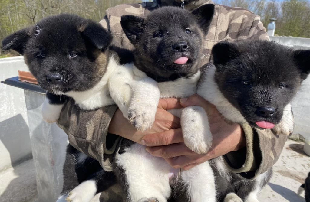 Orjinal Amerikan Akita Yavrular