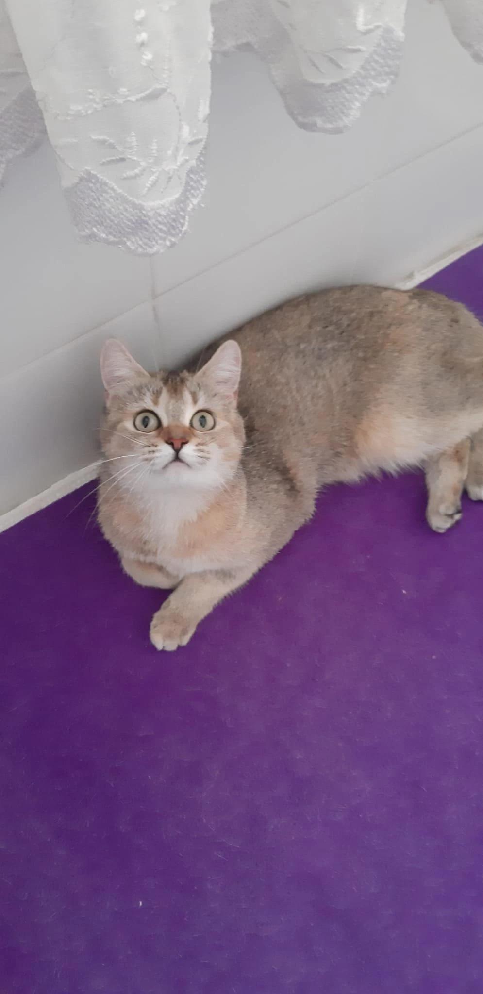 British Shorthair Evcilmen Kedimiz