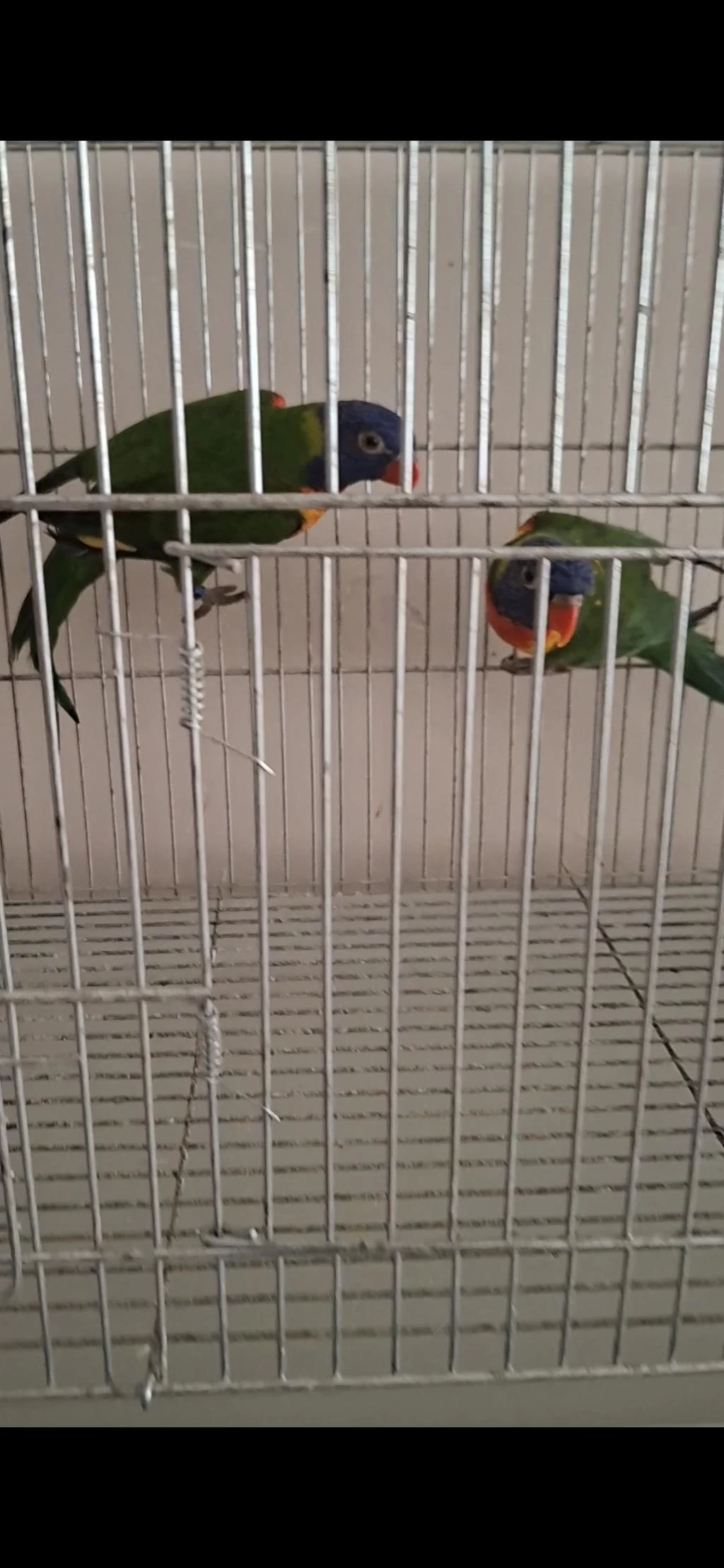 Harika Takım Lori Papağanı