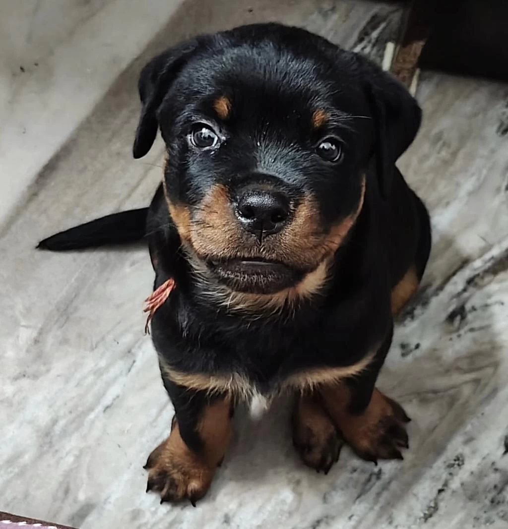 Harika Rottweiler Safkan