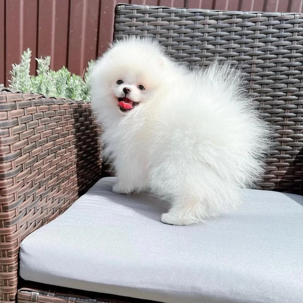 Teddy Bear Pomeranian Yavrulari