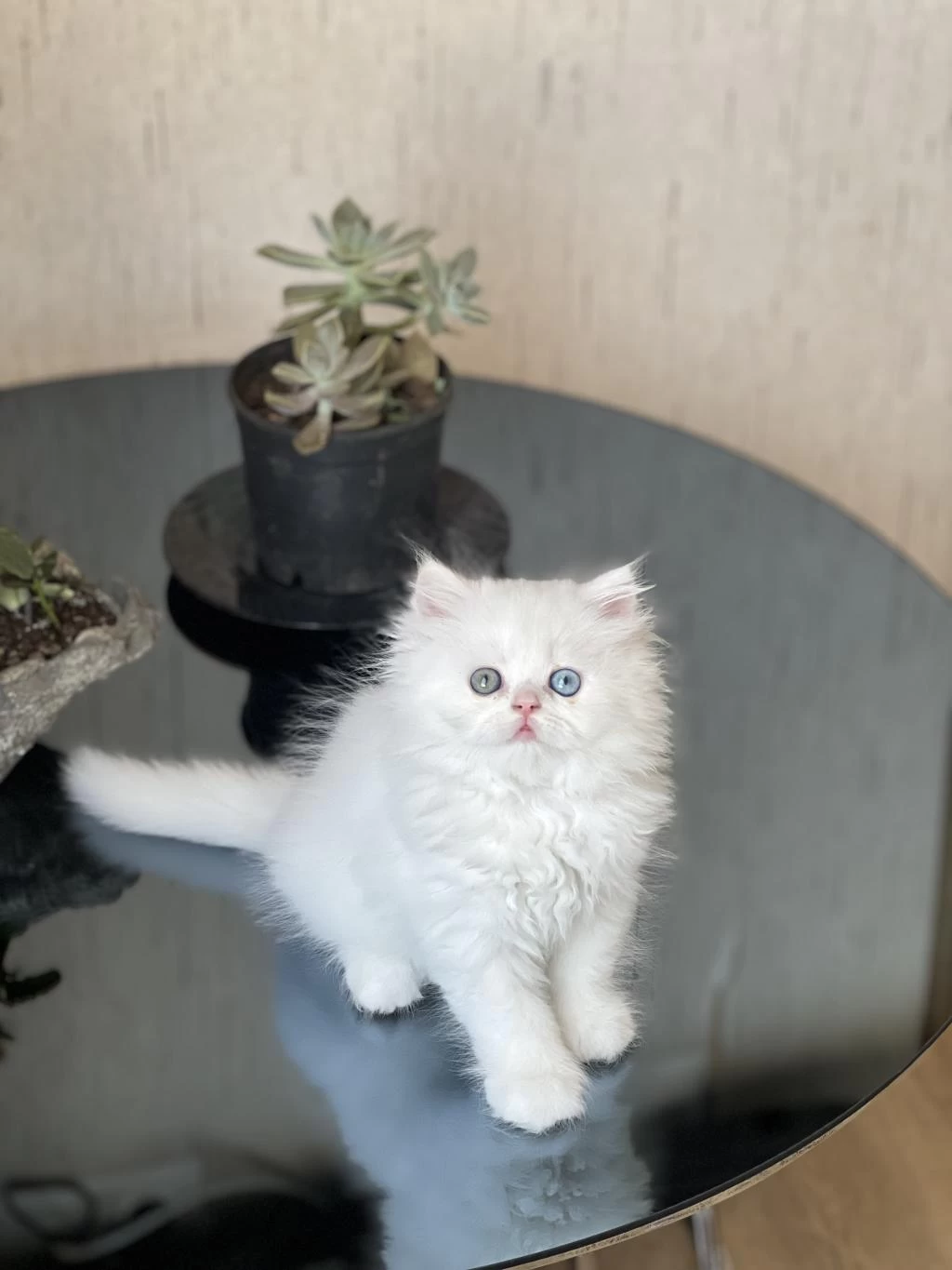 Mükkemmel Kalite İsteyene British Longhair