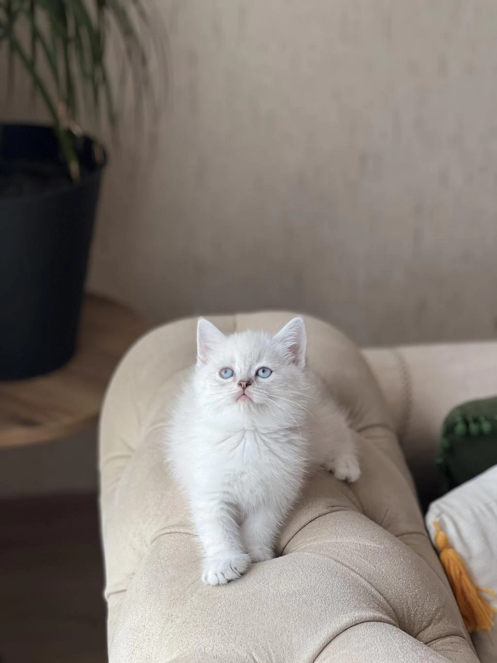 A Kalite British Shorthair Yavrum