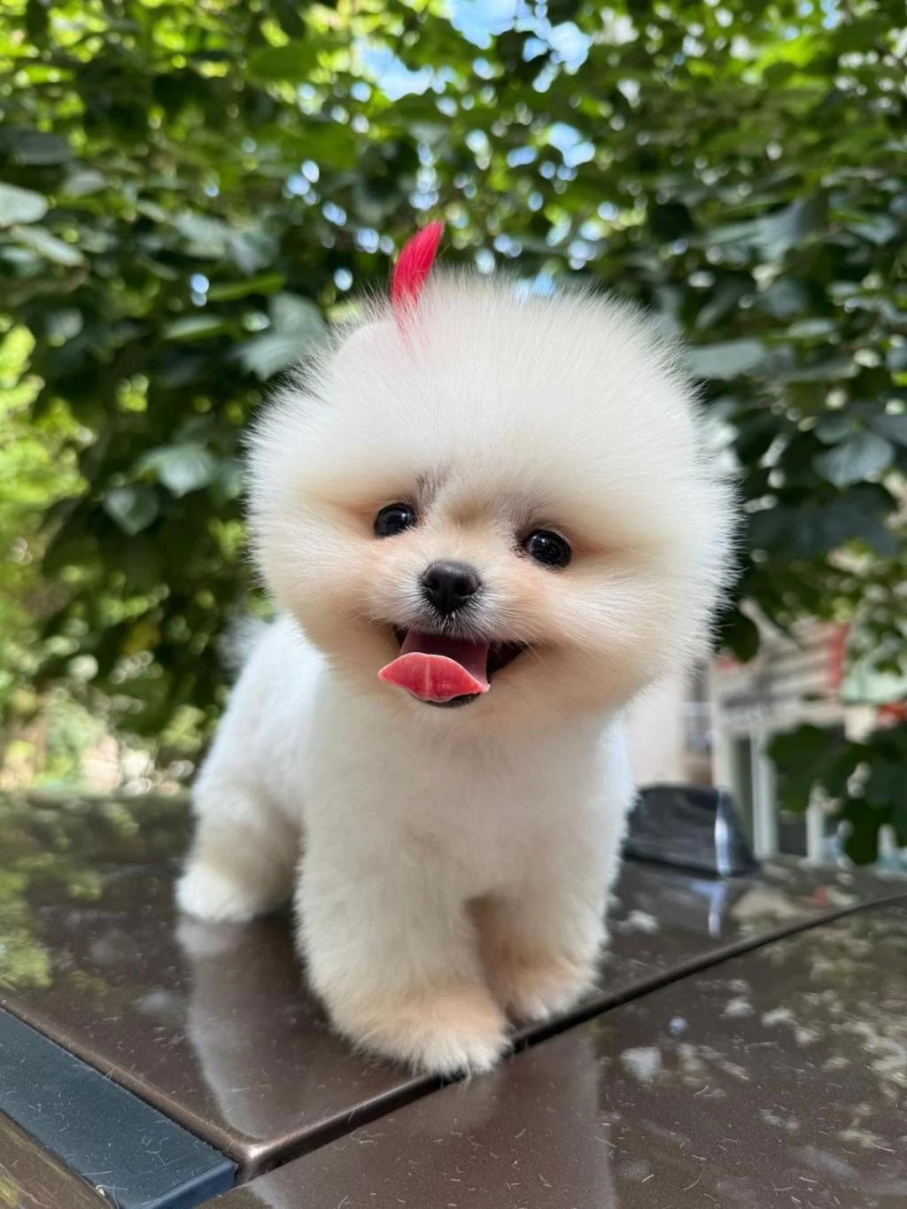 Ayı Surat Boo Yavrular