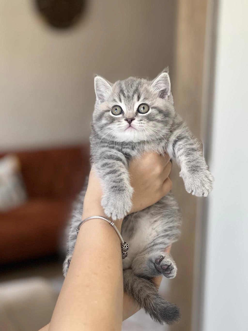 Ayi Surat Aşiri Sevecen British Shorthair Yavrum