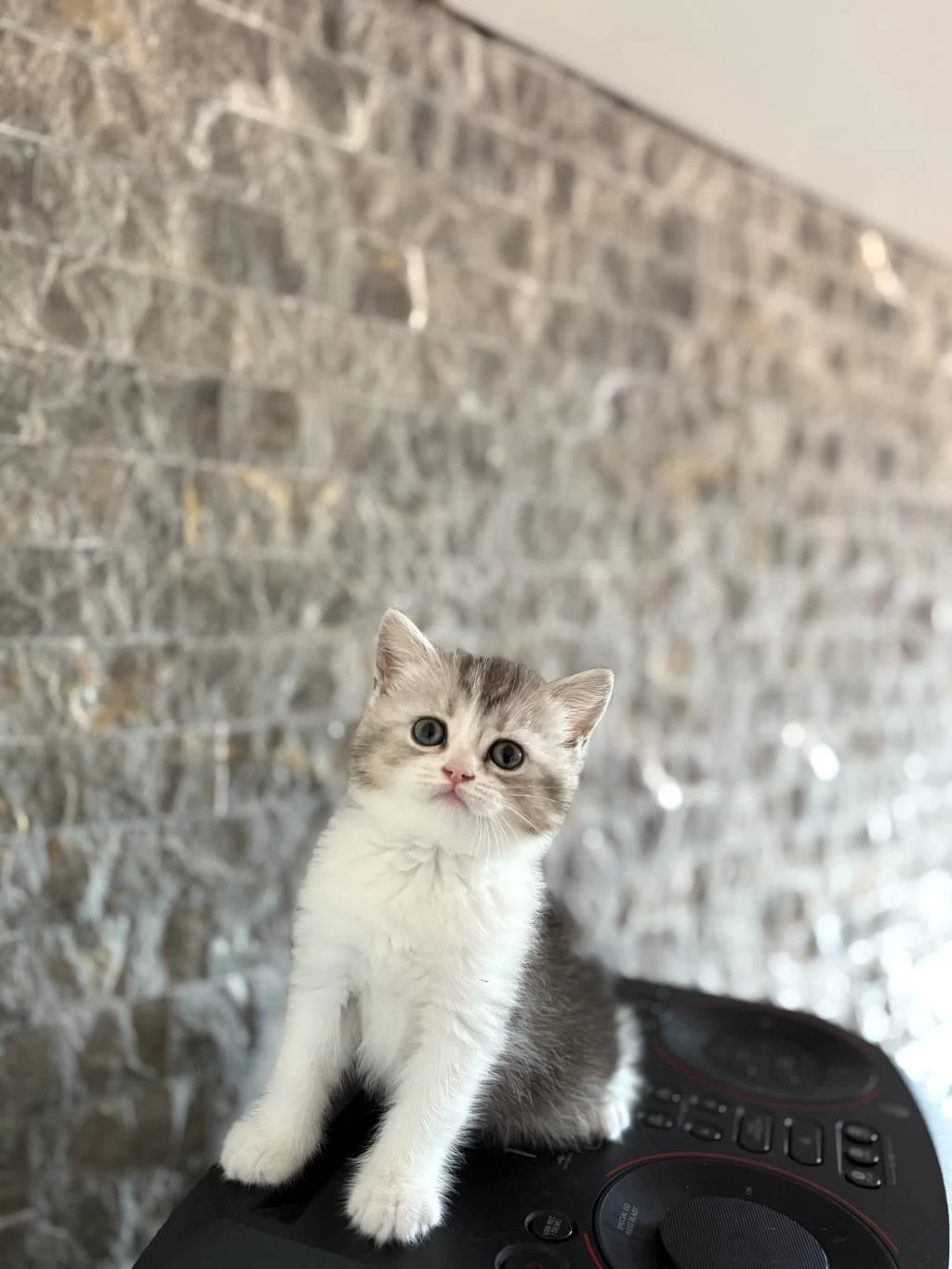 Teslime Hazir British Shorthair Yavrularim