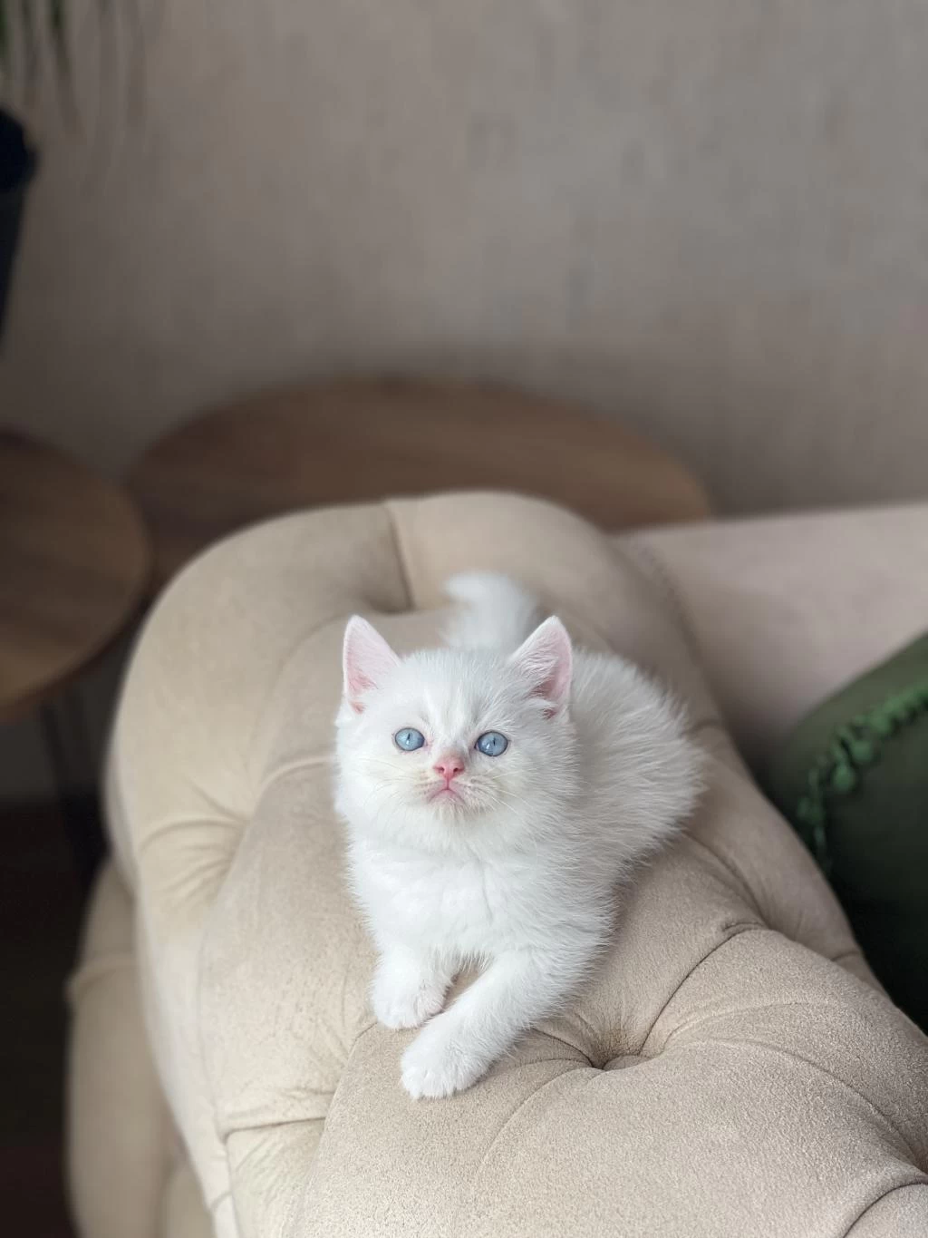 Beyaz Mavi Göz British Shorthair Yavrum