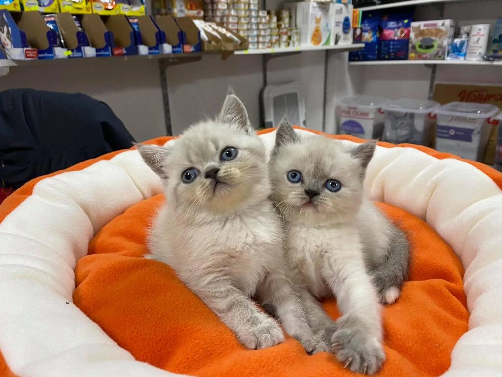 A Kalite Orjinal British Shorthair Yavrular