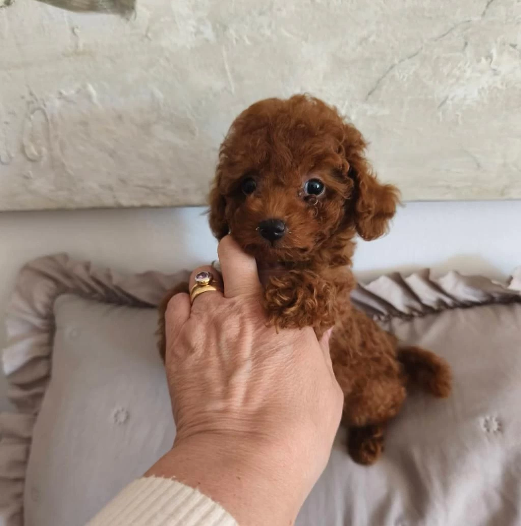 Toypoodle Yavrularımız