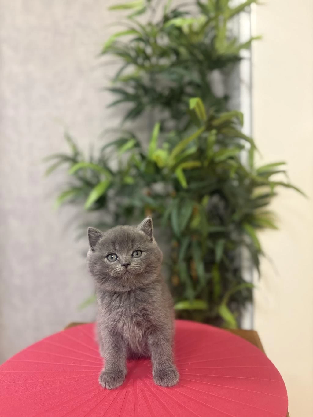 Bebek Yüz British Shorthair Yavrular
