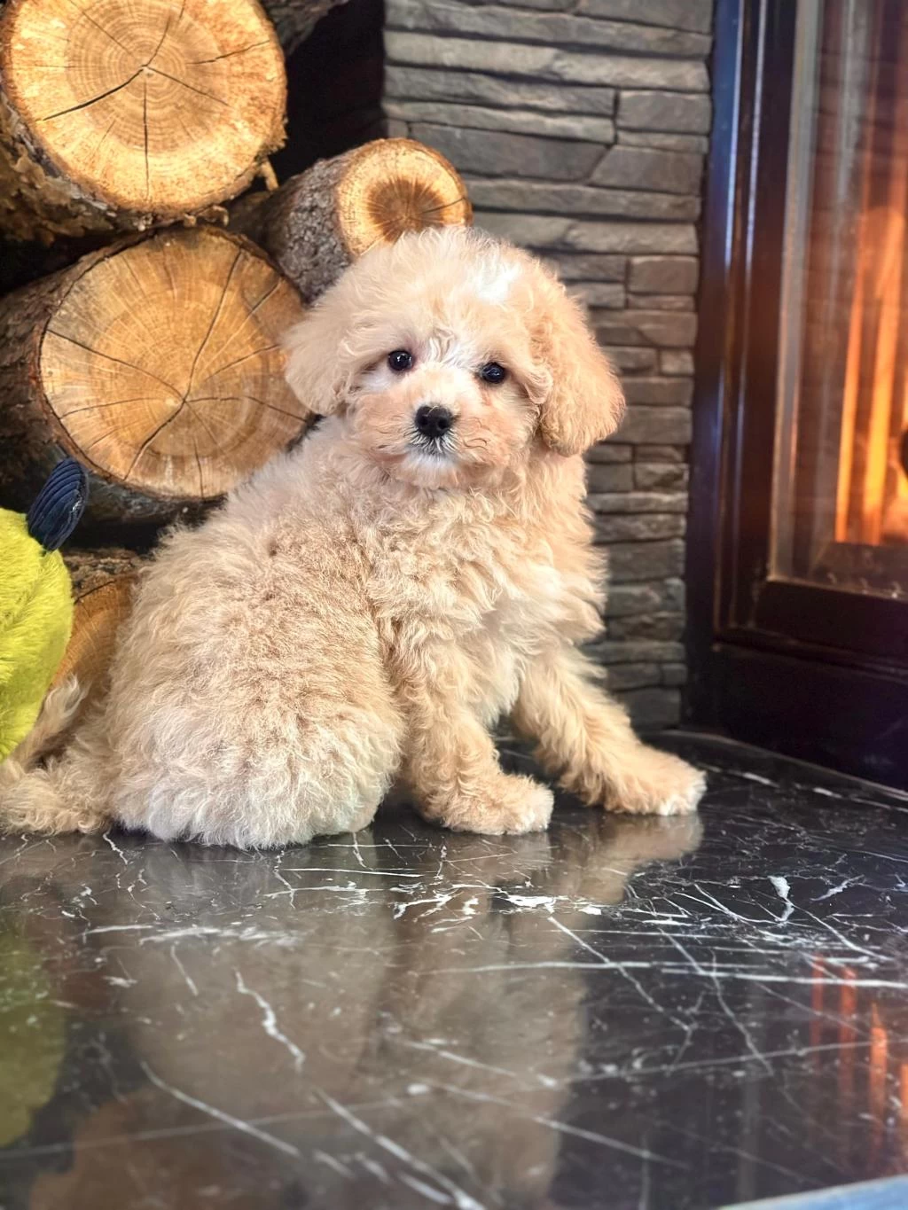 Akıllı Ve Tüy Dökmeyen Karakteriyle Maltipoo Yavrusu