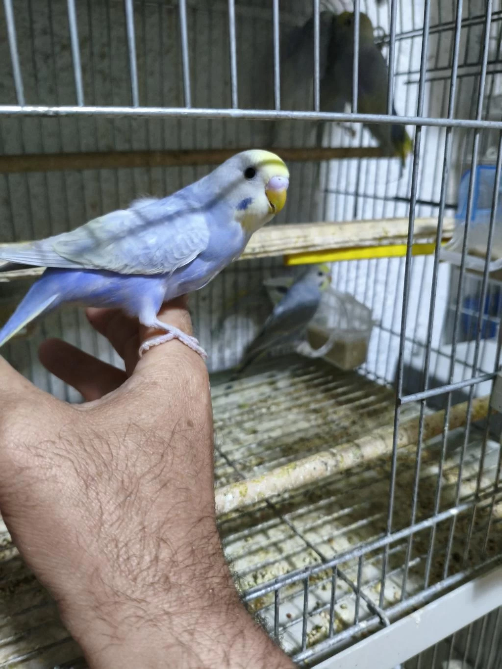 Ele Alıştırmalık Muhabbet Kuşlar