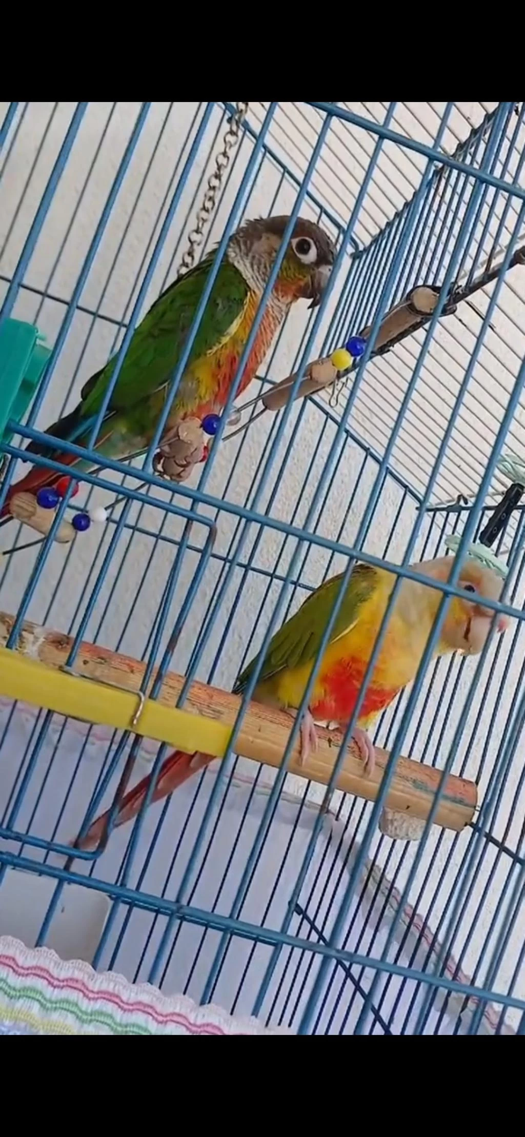 2 Adet Konur Papağanı
