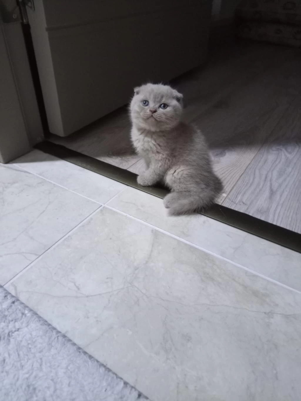Ayi Surat Lilac British Shorthair Yavrular