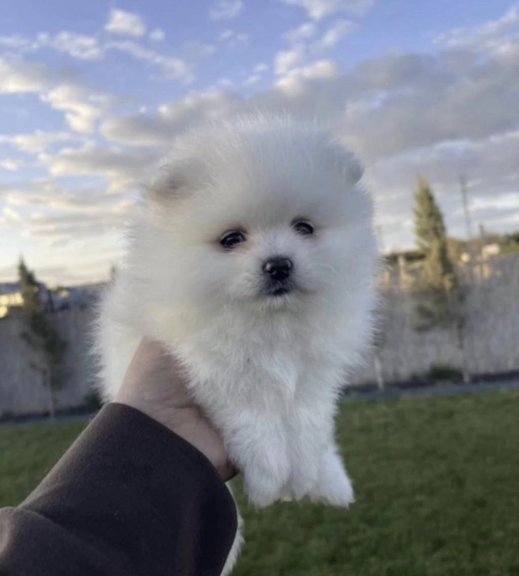 Pomeranian Boo Köpeği