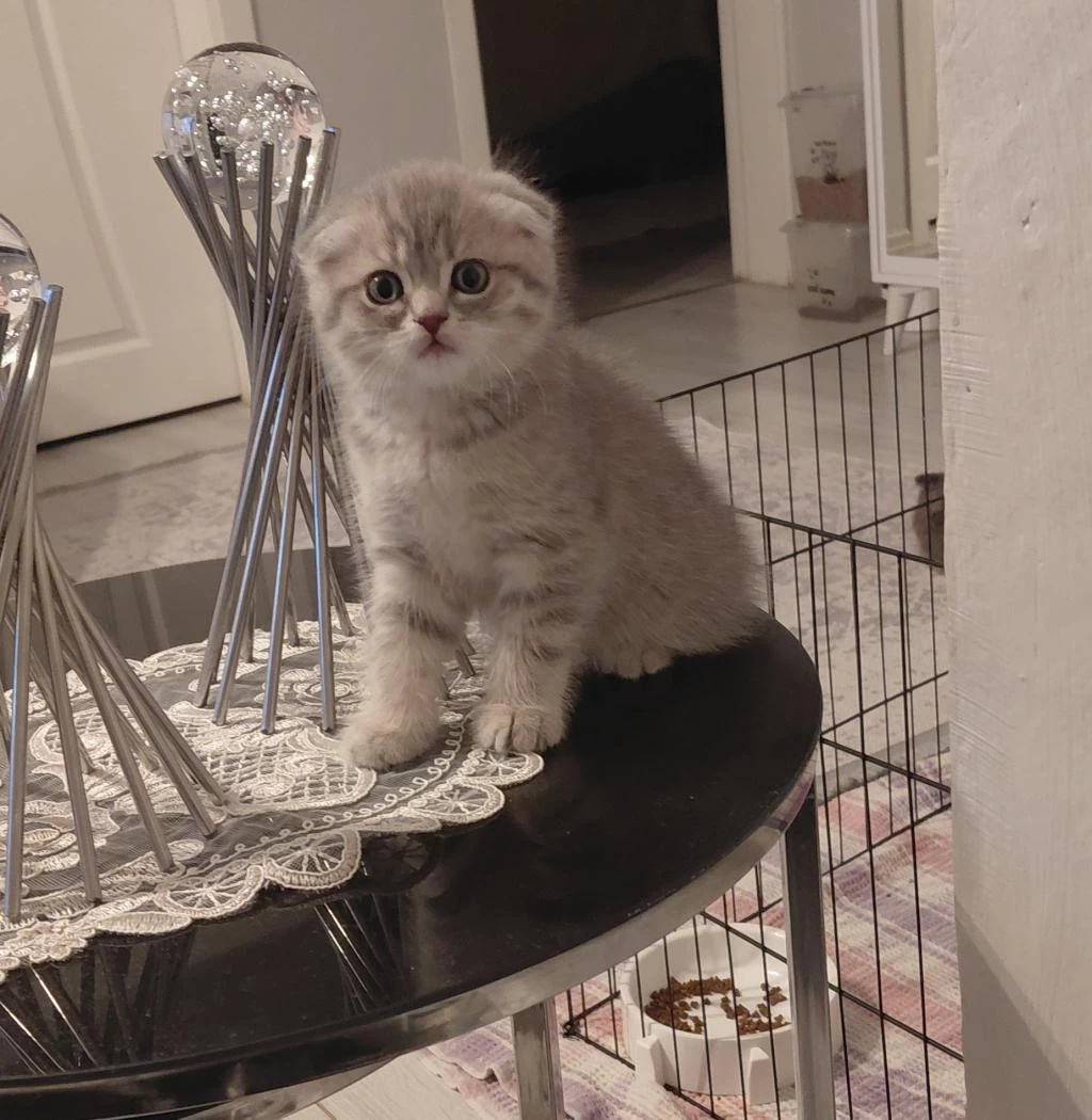 Harika Scottish Fold Dişi
