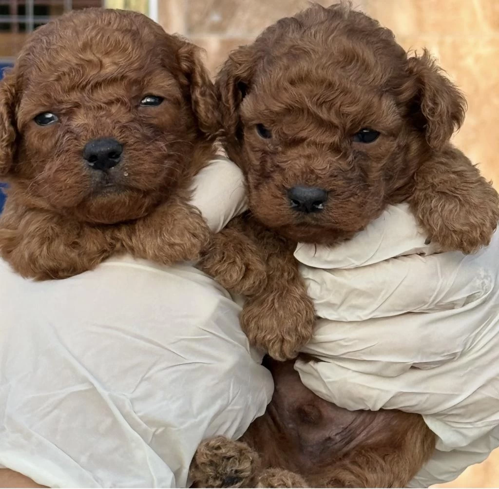 Toypoodle Sevimli Yavrular